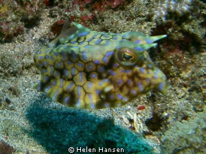 Cow fish by Helen Hansen 